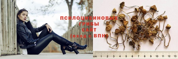 прущие грибы Беломорск